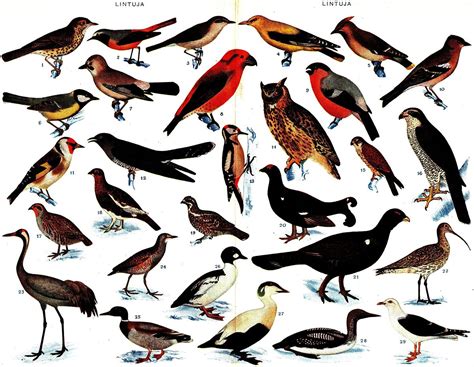 Fåglar – Wikipedia