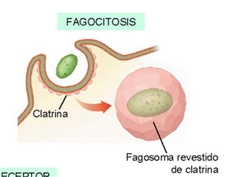 Fagocitosis: Etapas De La Fagocitosis