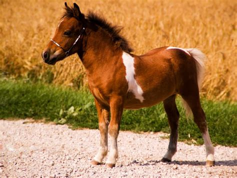 Falabella, een klein paardenras met unieke kenmerken! | DIerennieuws.nl