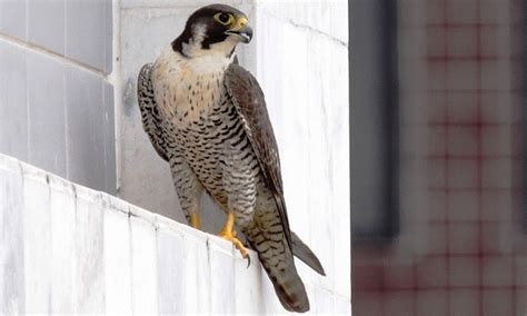 Falcão peregrino  Falco peregrinus  | Aves de Rapina Brasil