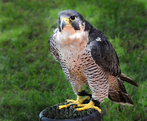 Falco peregrinus brookei, Halcón peregrino, en Waste magazine
