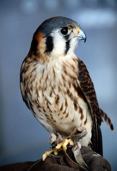 Falco Peregrinus | katialee.com
