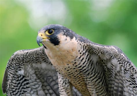 Falco peregrinus | Macau Biodiversity