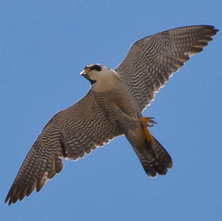 Falco peregrinus | Percorsi d’Anaunia