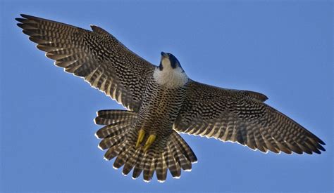 Falco peregrinus: Peregrine falcon –The Race Rocks ...