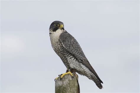 Falco peregrinus peregrinus • Earth.com