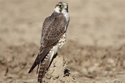 Falco peregrinus   Wander Lord