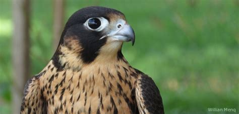 Falconiformes | Aves de Rapina Brasil