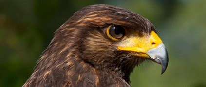 Falconiformes   Aves
