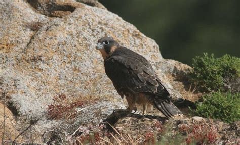 Falconiformes Falconidae Falco pellegrino