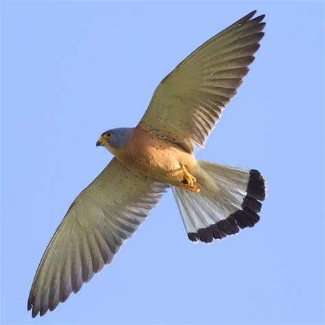 Falconiformes Falconidae Grillaio
