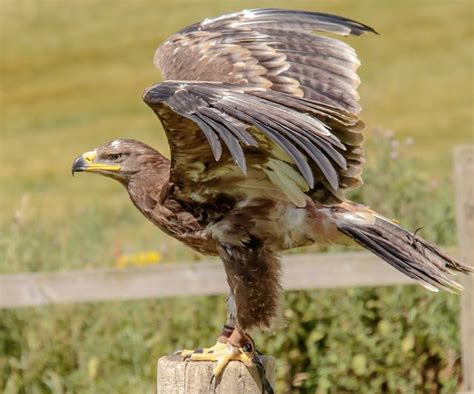 Falconiformes, los que tienen forma de halcón