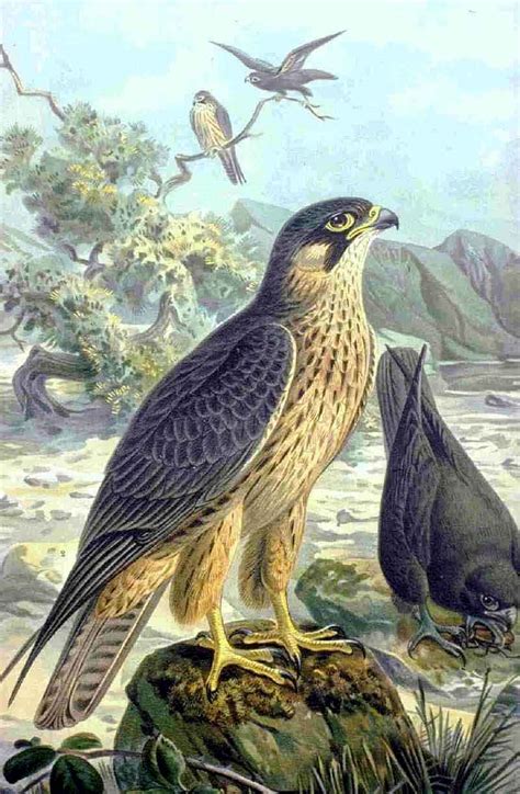 Falconiformes — Wikipédia