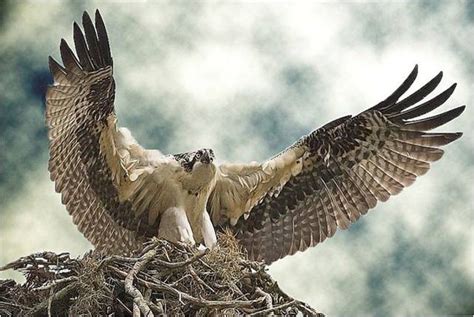 Falconiformes Wallpapers and Backgrounds