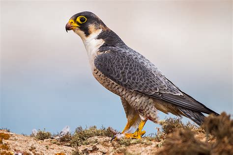 Falkenartige  Falconiformes    Fokus Natur.de