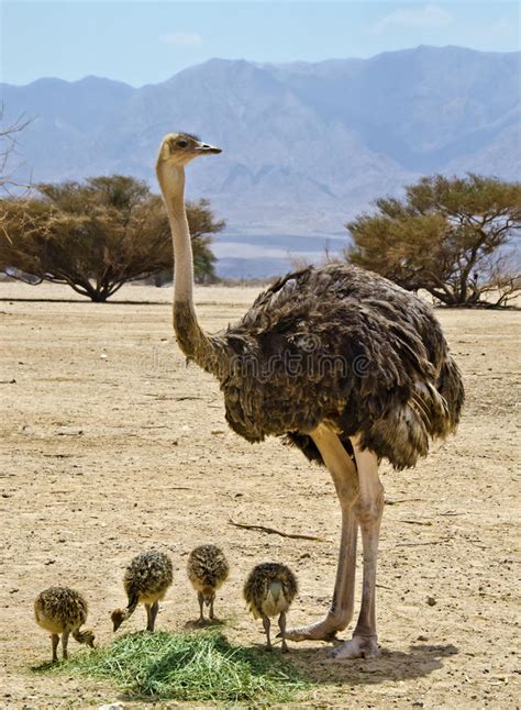 Familia De Avestruz Africana  camelus Del Struthio  Imagen ...