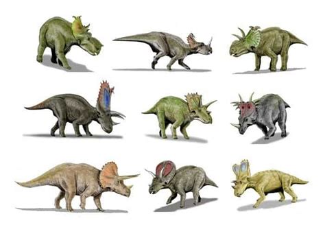 Familia de Ceratópsidos | Prehistorico, Dinosaurios, Herbivoros