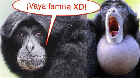 Familia de monos gritones. MUY DIVERTIDO   YouTube