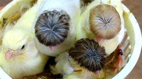 Fancy birds breeding farm | Gloster canary breeding cage ...