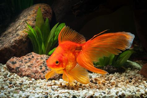 Fantail Goldfish breed information | CatDogFish