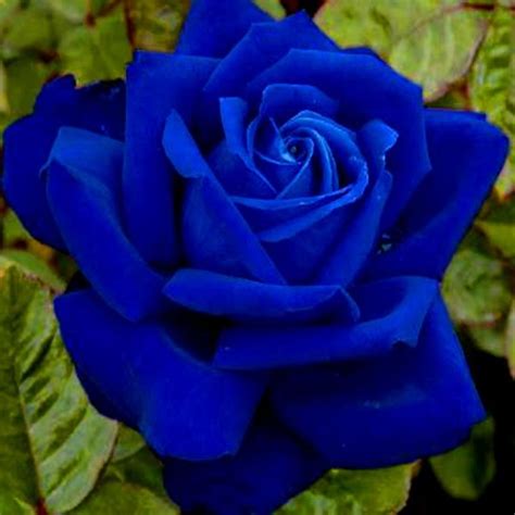 Fantásticas 4 Imágenes De Rosas Hermosas Color Azul | Imágenes De ...