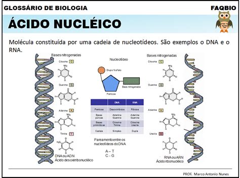 FAQBIO   Apoio ao Estudo de Biologia: Glossário de Biologia: ácido nucléico