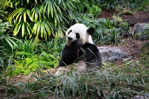 FAQs: Everything You Need to Know About our PandaCam ...