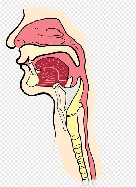 Faringe otorrinolaringología garganta laringe sinusal ...