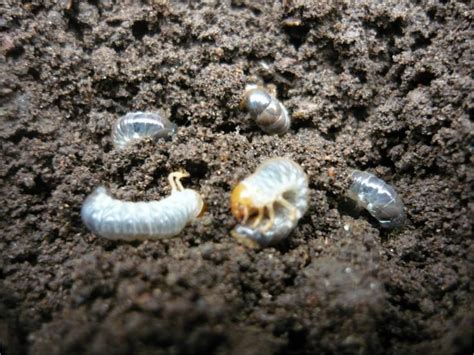 Farmagro Blog | ¿Sabes cómo afectan los gusanos de tierra ...