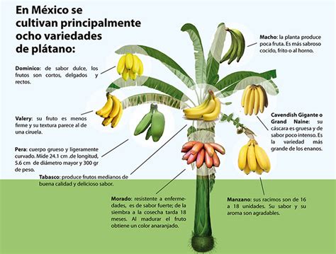 farming | Geo Mexico, the geography of Mexico   Part 2