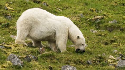 Fascinating pictures show a polar bear eating its greens ...