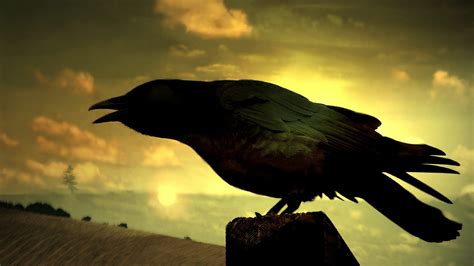 FASE DIEZ: Corvus covax, el cuervo
