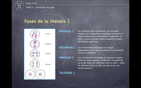 Fases de la meiosis: explicación de los principales ...