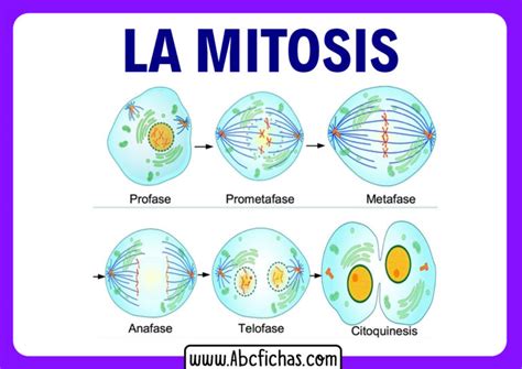 Fases de la mitosis   ABC Fichas
