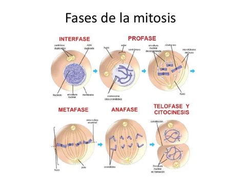 Fases de la mitosis