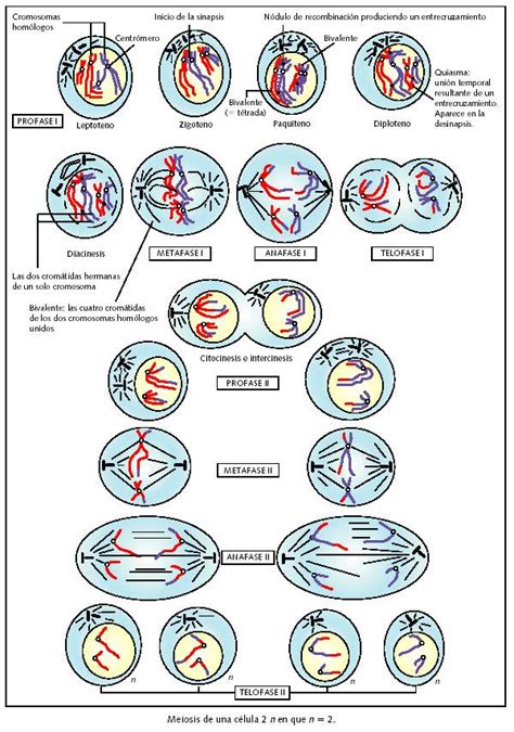 Fases de meiosis. Por Pelayo Rodríguez
