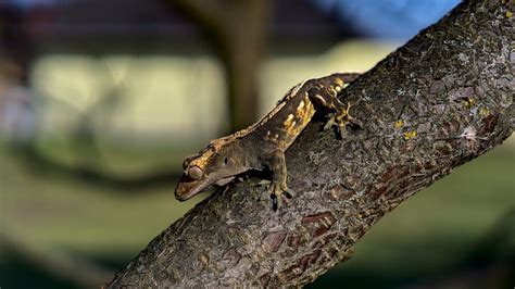 Fases del Gecko Crestado