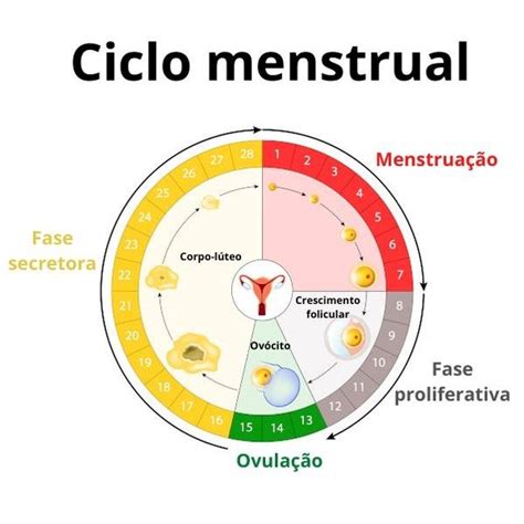 Fases do ciclo menstrual: o que você precisa saber   Médico Responde