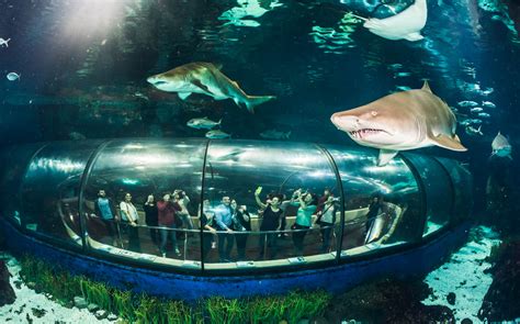 Fast Track Tickets to Barcelona Aquarium | Headout