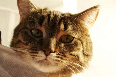 Fatty Tissue Tumor in Cats   Symptoms, Causes, Diagnosis ...
