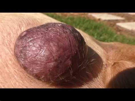 Fatty Tumors on Dog FYV 4K UHD   YouTube