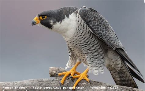 Faucon shaheen   Falco peregrinus peregrinator   Peregrine ...