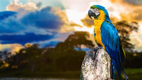 Fauna Amazônica | ATS Viagens e Turismo
