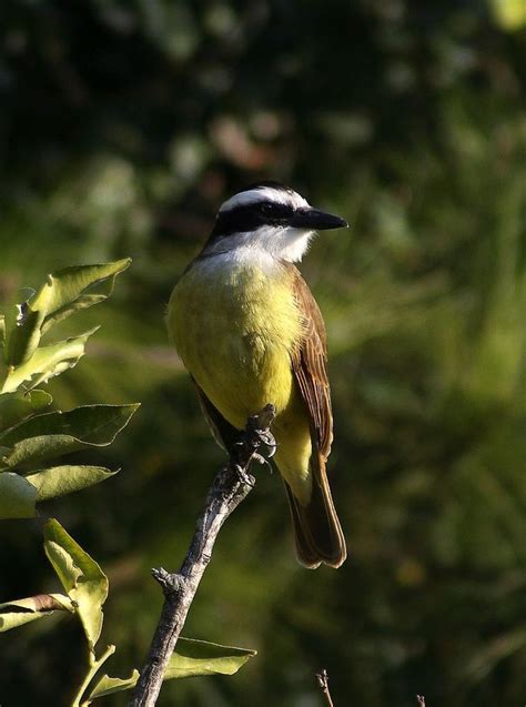 Fauna argentina: Pájaros argentinos. | Beautiful birds, Bird ...