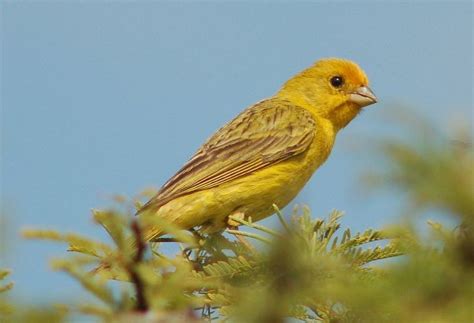 Fauna argentina: Pájaros argentinos. | Bird, Bird species, Bird houses