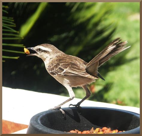 Fauna argentina: Pájaros argentinos.   Imágenes   Taringa!