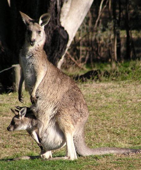 Fauna de Australia