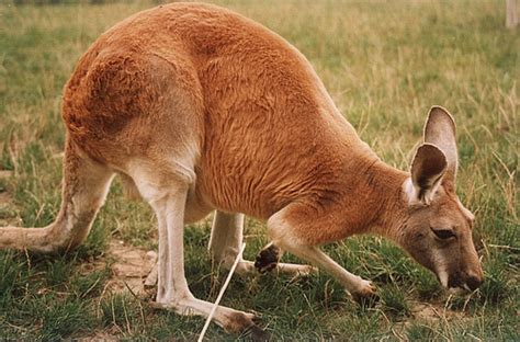 Fauna de Australia   Wikipedia, la enciclopedia libre