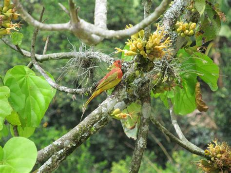 Fauna de Colombia   Wildlife Colombia: Aves, Pajaros