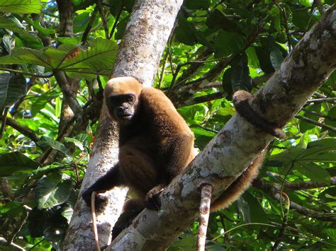 Fauna de la selva amazónica del ecuador – Selva Amazónica del Ecuador.